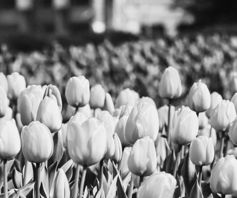 Photo TOP INFOLETTRE SOFEDUC (9) Jardin de tulipes en noir et blanc